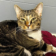 Boots is registered to the contest to win money with this photo: cat, tabby_cat, pet, whiskers, ears, green_eyes, fur, stripes, close_up, portrait, indoor, wall, resting, bedding, blanket, fabric, front_paws, nose, attentive, feline