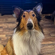 Lassie is registered to the contest to win money with this photo: dog, collie, pet, portrait, close_up, fur, ears, eyes, nose, indoor, hardwood_floor, living_room, gaze, fluffy, sitting, attentive, bokeh, television, floor, canine