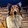Lassie