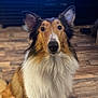 dog, collie, pet, portrait, close_up, fur, ears, eyes, nose, indoor, hardwood_floor, living_room, gaze, fluffy, sitting, attentive, bokeh, television, floor, canine