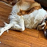 brown_and_white, canine, close_up, collar, cozy, dog, fur, hardwood_floor, home, indoor, long_hair, lying_down, messy_floor, muzzle, nap, paw, pet, relaxed, sleeping_dog, wooden_floor