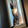 cat, gray_cat, tuxedo_cat, green_eyes, whiskers, paws, tail, fur, window, windowsill, sunlight, indoor, portrait, sitting, gaze, pet, feline, shadow, rim_lighting, cozy