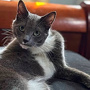 Mittens is registered to the contest to win money with this photo: bokeh, cat, close_up, couch, domestic_cat, feline, fur, gray_cat, green_eyes, head_tilt, indoor, lounging, paws, pet, portrait, relaxed, shallow_depth_of_field, soft_lighting, whiskers, white_chest