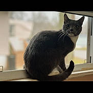 Mittens joined the competition — help win amazing prizes! cat, feline, tuxedo_cat, grey_cat, windowsill, window, pet, domestic_cat, whiskers, tail, fur, indoor, portrait, sitting, looking_at_camera, closeup, shallow_depth_of_field, bokeh, home, curious