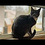 cat, feline, tuxedo_cat, grey_cat, windowsill, window, pet, domestic_cat, whiskers, tail, fur, indoor, portrait, sitting, looking_at_camera, closeup, shallow_depth_of_field, bokeh, home, curious