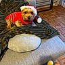 blanket, christmas, cozy, cute, decor, dog, furniture, holiday, home, indoor, looking_at_camera, parquet_floor, pet, red_sweater, resting, santa_hat, small_dog, sofa, warm, wearing_clothes
