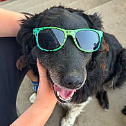 Macha participe au concours pour gagner de l'argent avec cette photo : dog, black_dog, white_paws, sunglasses, pet, animal, outdoor, happy, tongue_out, smiling, canine, person_hand, paw, fur, friendly, cute, companion, sunny, relaxed, closeup