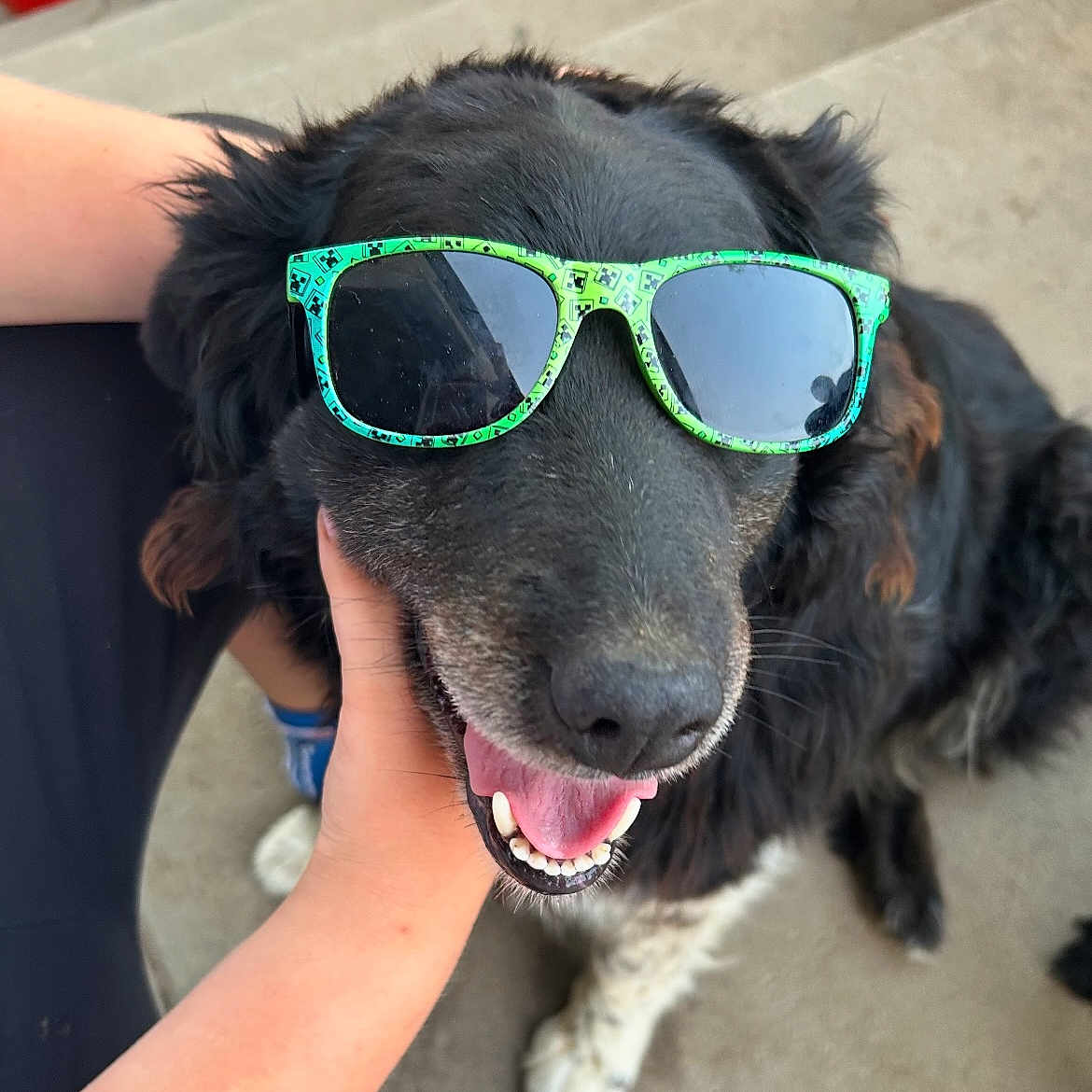 Macha participe au concours pour gagner de l'argent avec cette photo : dog, black_dog, white_paws, sunglasses, pet, animal, outdoor, happy, tongue_out, smiling, canine, person_hand, paw, fur, friendly, cute, companion, sunny, relaxed, closeup
