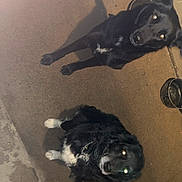 Naya a rejoint le concours — aidez-le/la à gagner de superbes lots ! dog, black_dog, pet, animal, sitting, concrete_floor, indoor, water_bowl, frying_pan, looking_up, flash_glare, collar, chain_collar, shadow, two_dogs, black_and_white, canine, domestic_animal, floor, night