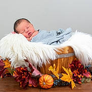 Liam joined the competition — help win amazing prizes! newborn, baby, sleeping, basket, blanket, wooden_floor, autumn_leaves, flowers, pumpkin, pinecone, cozy, indoor, portrait, decor, soft_texture, wrapped, peaceful, infant, candid, resting