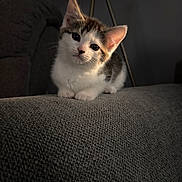 Ac is registered to the contest to win money with this photo: kitten, cat, pet, animal, cute, furry, indoor, sofa, gray, texture, ears, whiskers, young, portrait, feline, cozy, domestic, small, curious, home