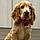 Cooper