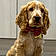 Cooper