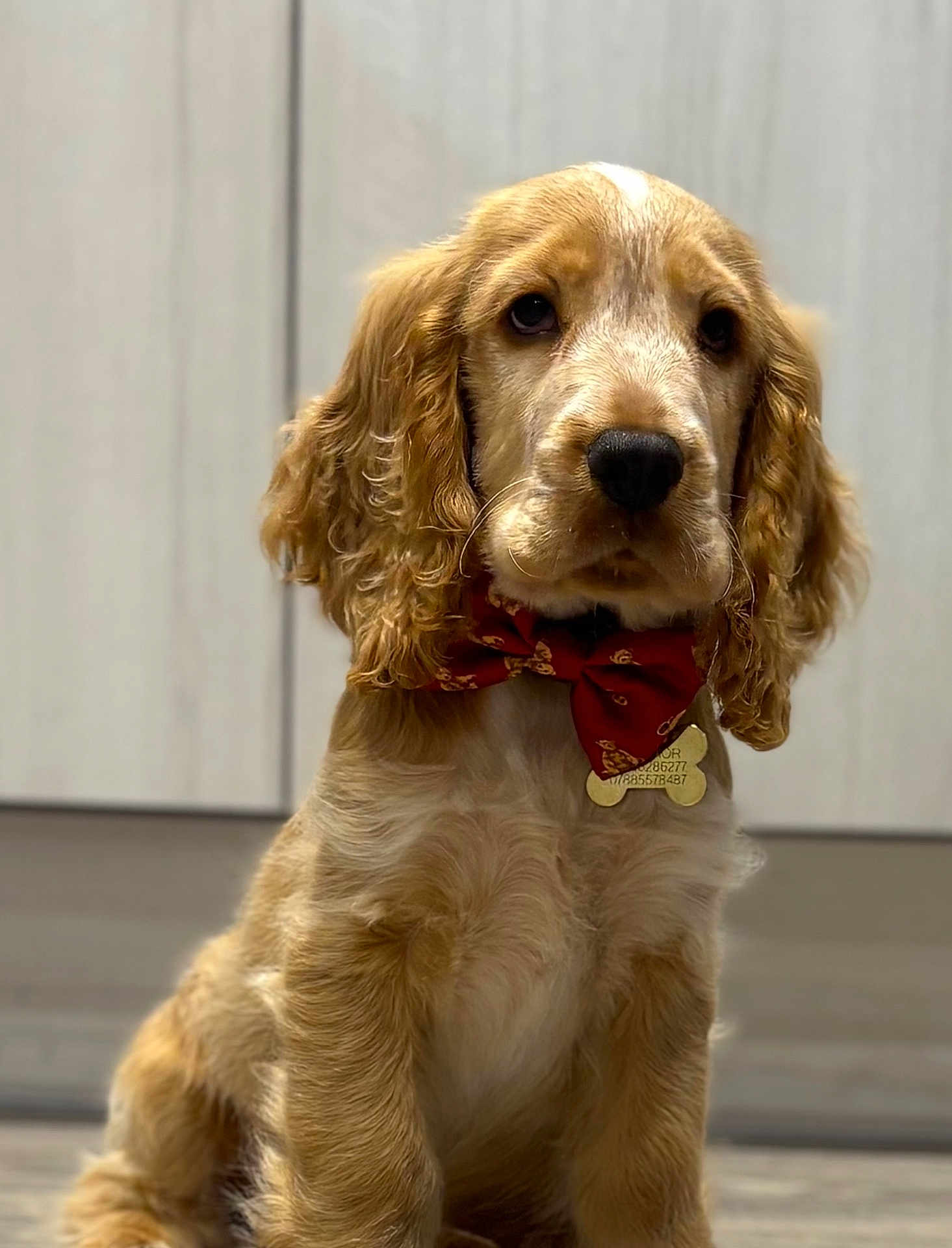 Cooper joined the competition — help win amazing prizes! puppy, dog, golden, bow_tie, indoor, cute, pet, fur, sitting, portrait, animal, young_dog, fluffy, adorable, canine, close_up, looking, ears, nose, floor