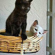Princesse participe au concours pour gagner de l'argent avec cette photo : kitten, cat, black_cat, white_cat, basket, wicker, indoor, pet, animal, cute, feline, curious, resting, alert, ears, whiskers, window, wall, domestic, young