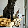 kitten, cat, black_cat, white_cat, basket, wicker, indoor, pet, animal, cute, feline, curious, resting, alert, ears, whiskers, window, wall, domestic, young
