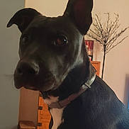 Athena a rejoint le concours — aidez-le/la à gagner de superbes lots ! dog, black_dog, pet, indoor, furniture, wooden_cabinet, decor, branch, collar, curious, animal, mammal, face, ears, closeup, portrait, domestic_animal, companion, red_blanket, background