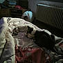 cat, cats, bed, blanket, indoor, cuddle, cozy, feline, fur, sleeping, resting, animal, pet, radiator, window, curtain, furniture, soft, warm, house