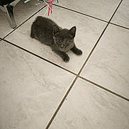 Gribouille a rejoint le concours — aidez-le/la à gagner de superbes lots ! kitten, cat, gray_cat, floor, tile_floor, ribbons, playful, pet, animal, indoor, cute, small, feline, whiskers, ears, paws, young, alert, domestic_cat, curious