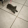 kitten, cat, gray_cat, floor, tile_floor, ribbons, playful, pet, animal, indoor, cute, small, feline, whiskers, ears, paws, young, alert, domestic_cat, curious
