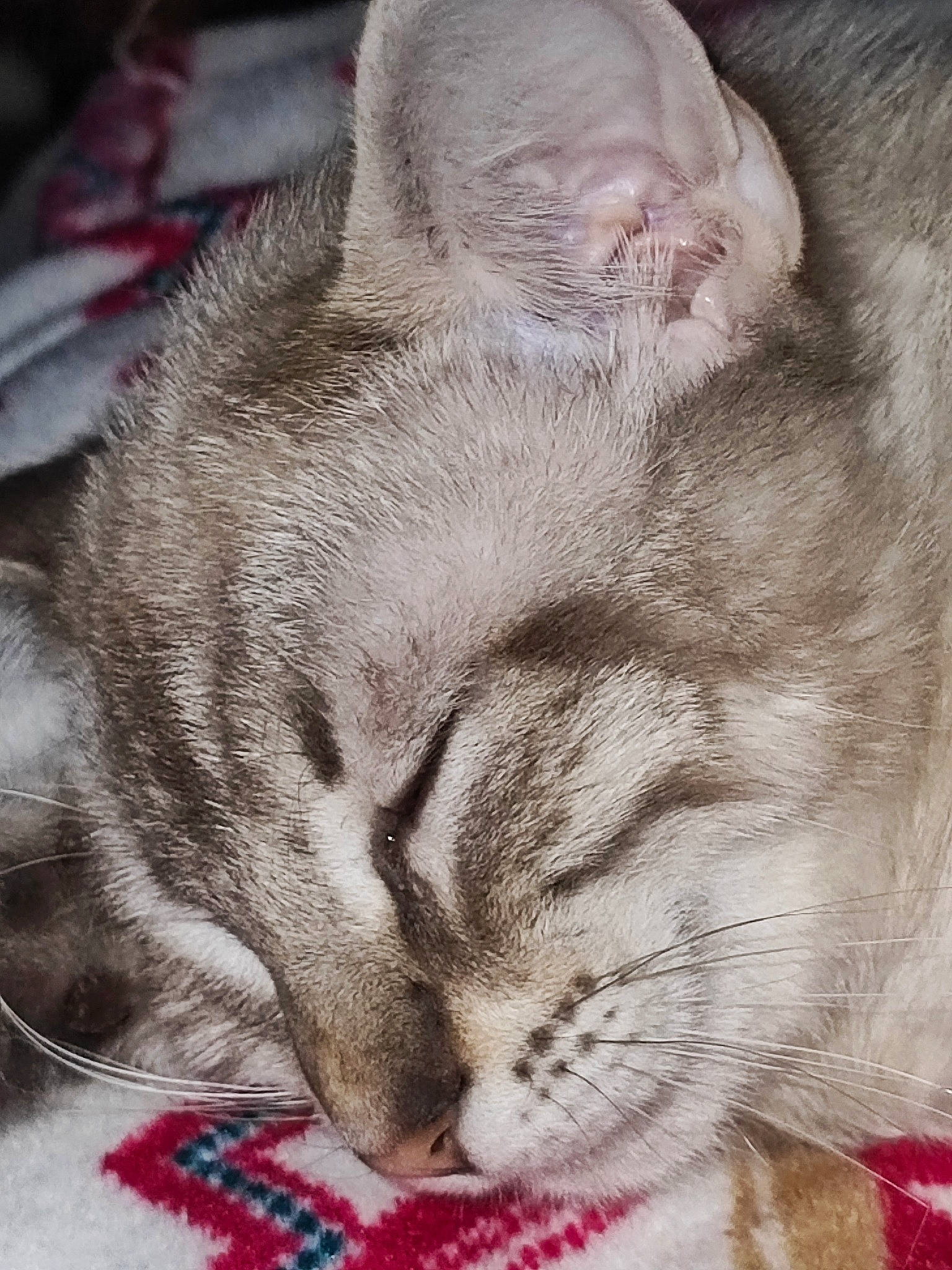 Duchesse a rejoint le concours — aidez-le/la à gagner de superbes lots ! carnivore, cat, claw, close_up, comfort, domestic_short_haired_cat, fawn, felidae, fur, gesture, nap, paw, photo_caption, photography, sleep, small_to_medium_sized_cats, snout, tail, whiskers, window