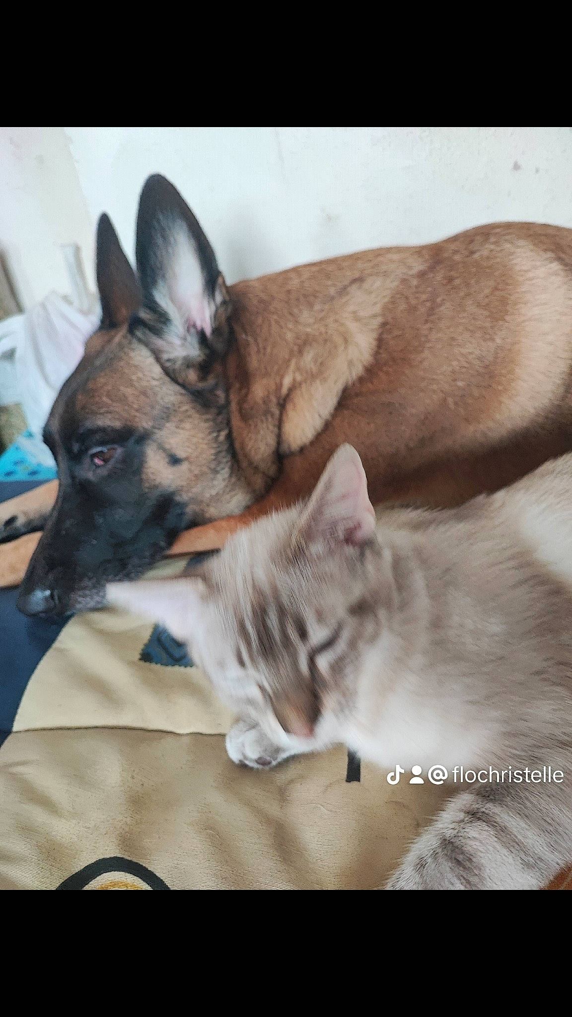 Duchesse a rejoint le concours — aidez-le/la à gagner de superbes lots ! carnivore, cat, comfort, companion_dog, dog, dog_breed, dog_supply, fawn, felidae, fur, giant_dog_breed, guard_dog, linens, paw, photo_caption, small_to_medium_sized_cats, sporting_group, square, whiskers, working_animal