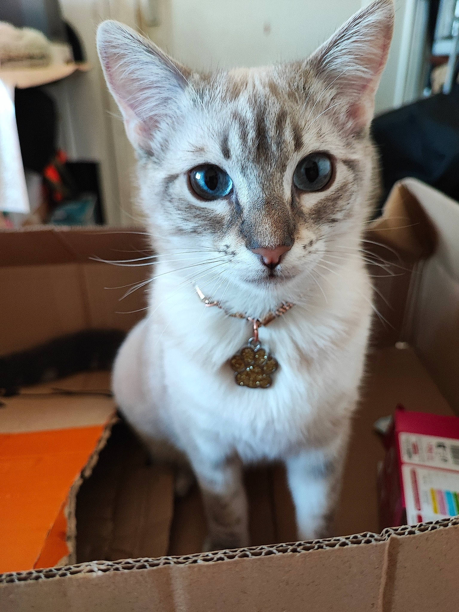 Duchesse a rejoint le concours — aidez-le/la à gagner de superbes lots ! box, carnivore, cat, collar, couch, domestic_short_haired_cat, eye, fawn, felidae, fur, paw, pet_supply, small_to_medium_sized_cats, snout, tail, whiskers