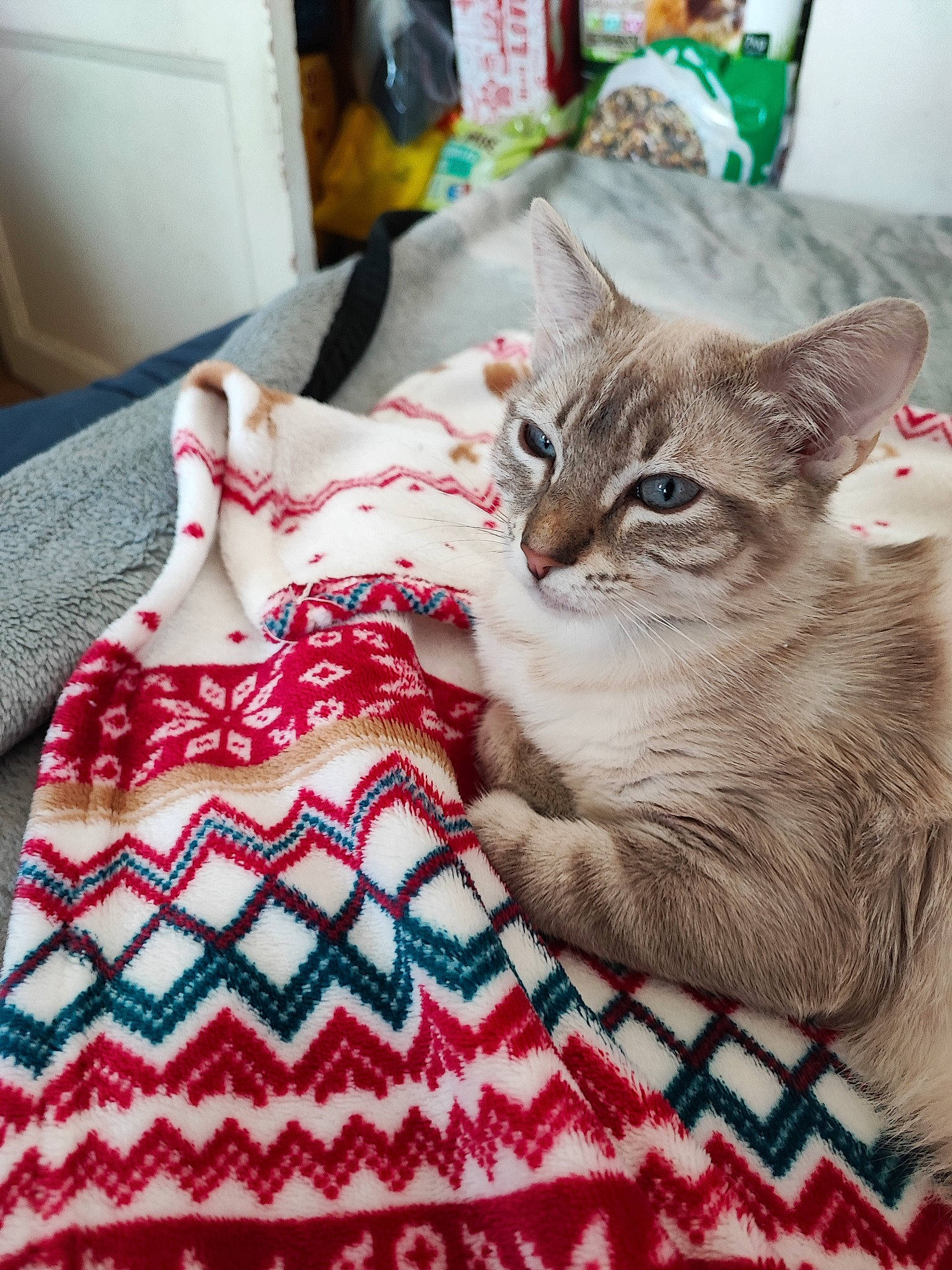 Duchesse participe au concours pour gagner de l'argent avec cette photo : bedding, carnivore, cat, comfort, craft, creative_arts, domestic_short_haired_cat, fawn, felidae, fur, linens, motif, pattern, paw, plaid, room, small_to_medium_sized_cats, tartan, whiskers, woven_fabric