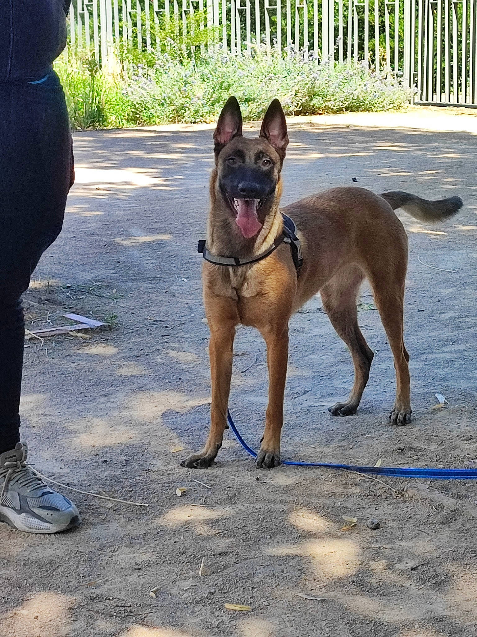 Skye participe au concours pour gagner de l'argent avec cette photo : canidae, carnivore, collar, companion_dog, dog, dog_breed, dog_collar, fawn, fence, leash, pet_supply, plant, road, road_surface, snout, sporting_group, tail, terrestrial_animal, working_animal, working_dog