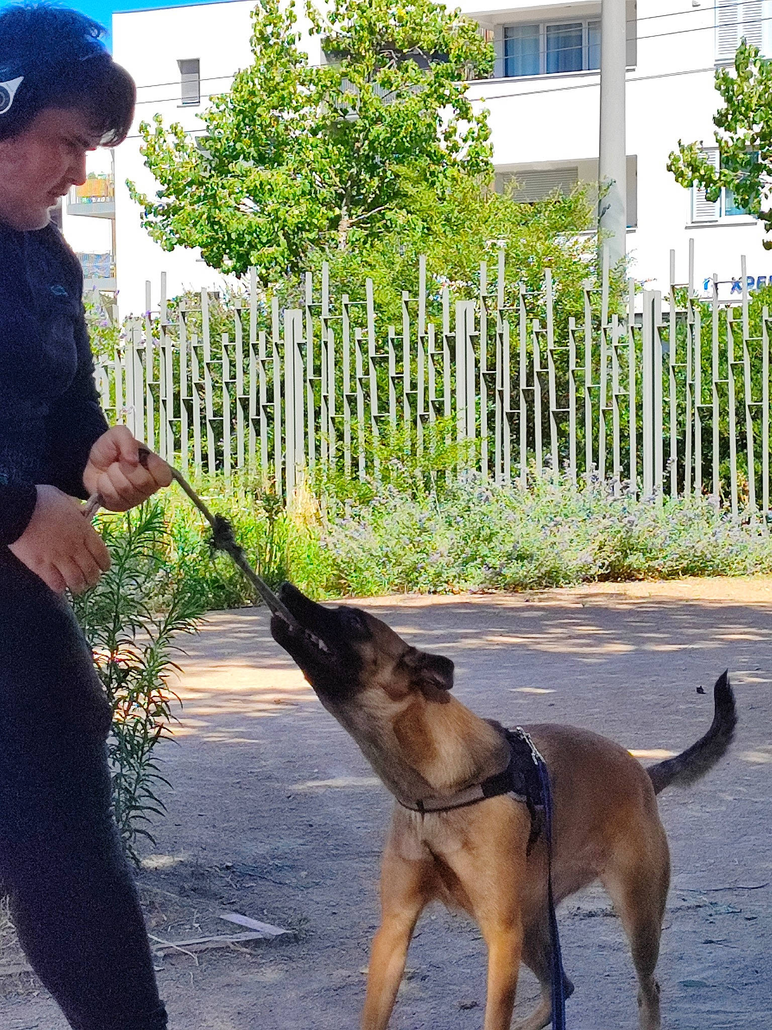 Skye a rejoint le concours — aidez-le/la à gagner de superbes lots ! baseball_cap, building, cap, carnivore, collar, companion_dog, dog, dog_breed, fawn, fence, german_shepherd_dog, gesture, home_fencing, leash, old_german_shepherd_dog, plant, snout, tree, window, working_animal