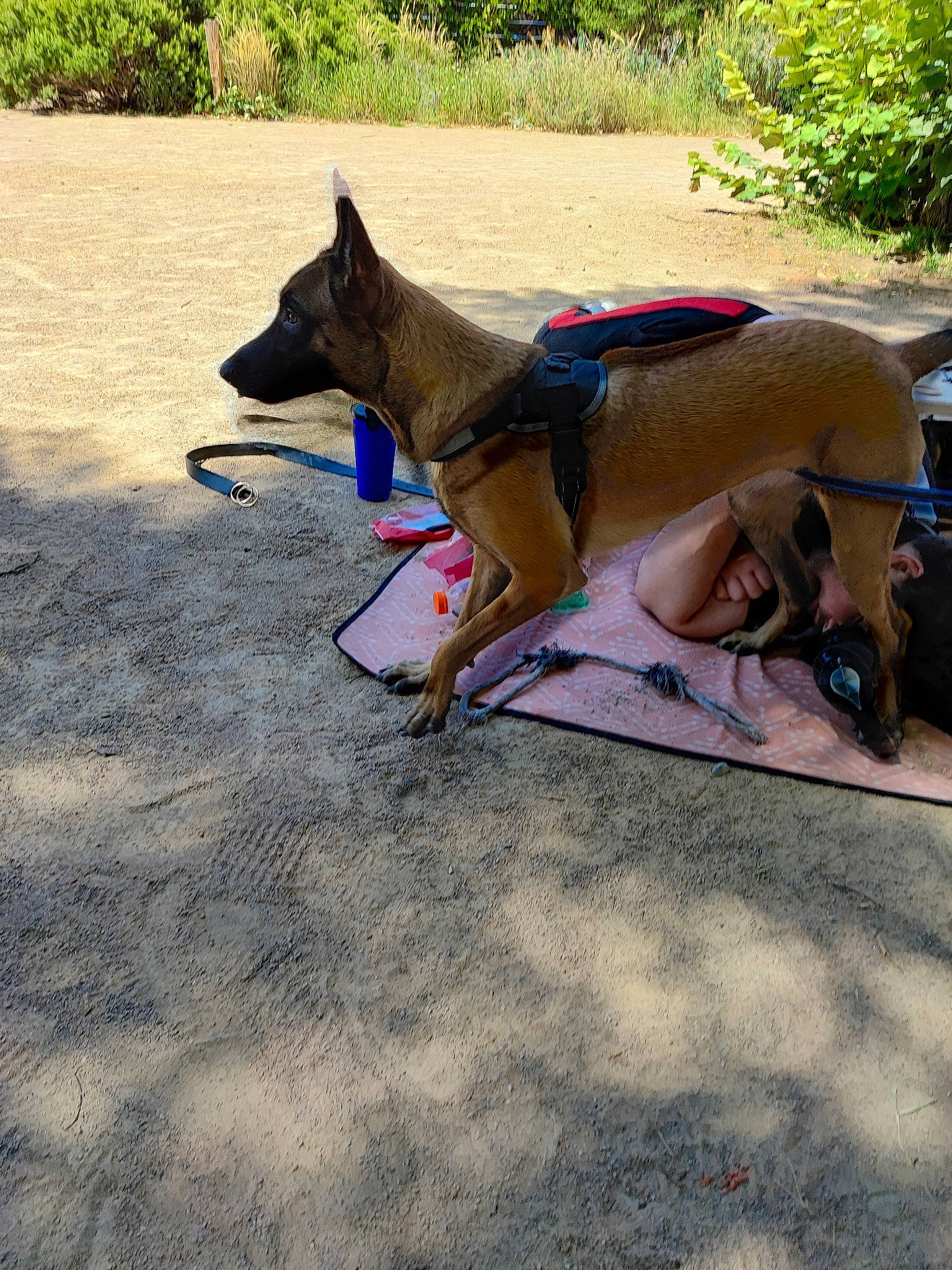 Skye a rejoint le concours — aidez-le/la à gagner de superbes lots ! asphalt, carnivore, collar, companion_dog, cone, dog, dog_breed, dog_supply, electric_blue, fashion_accessory, fawn, grass, leash, pet_supply, plant, road_surface, snout, sporting_group, tail, working_animal