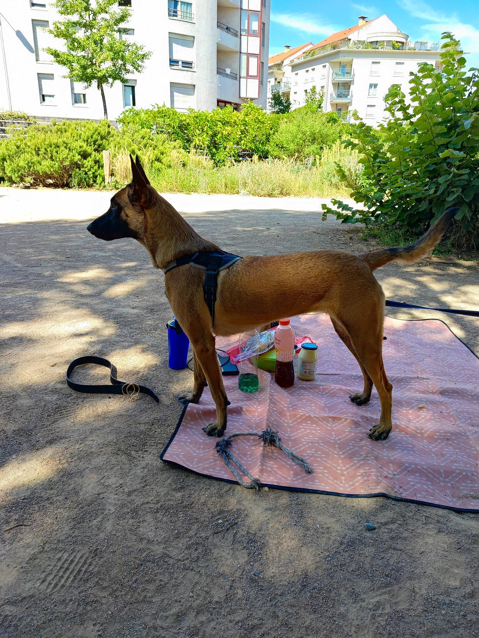 Skye participe au concours pour gagner de l'argent avec cette photo : building, canidae, carnivore, cloud, collar, companion_dog, dog, dog_breed, dog_supply, fawn, pet_supply, plant, sky, snout, sporting_group, summer, tail, tree, window, working_animal