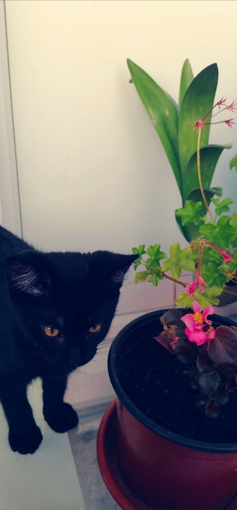 Baguera a rejoint le concours — aidez-le/la à gagner de superbes lots ! black_cat, bombay, carnivore, cat, domestic_short_haired_cat, felidae, flower, flowerpot, houseplant, kitten, plant, small_to_medium_sized_cats, tail, whiskers