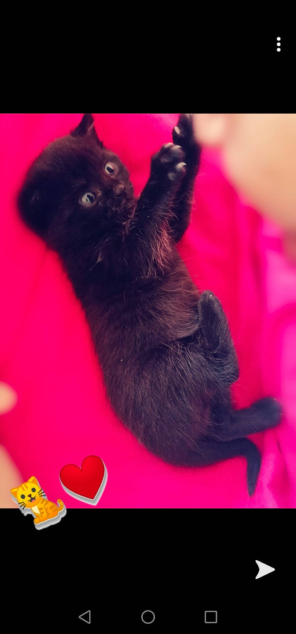 Baguera a rejoint le concours — aidez-le/la à gagner de superbes lots ! asian, black_cat, bombay, british_shorthair, carnivore, cat, claw, domestic_short_haired_cat, felidae, kitten, korat, mammal, small_to_medium_sized_cats, tail, whiskers