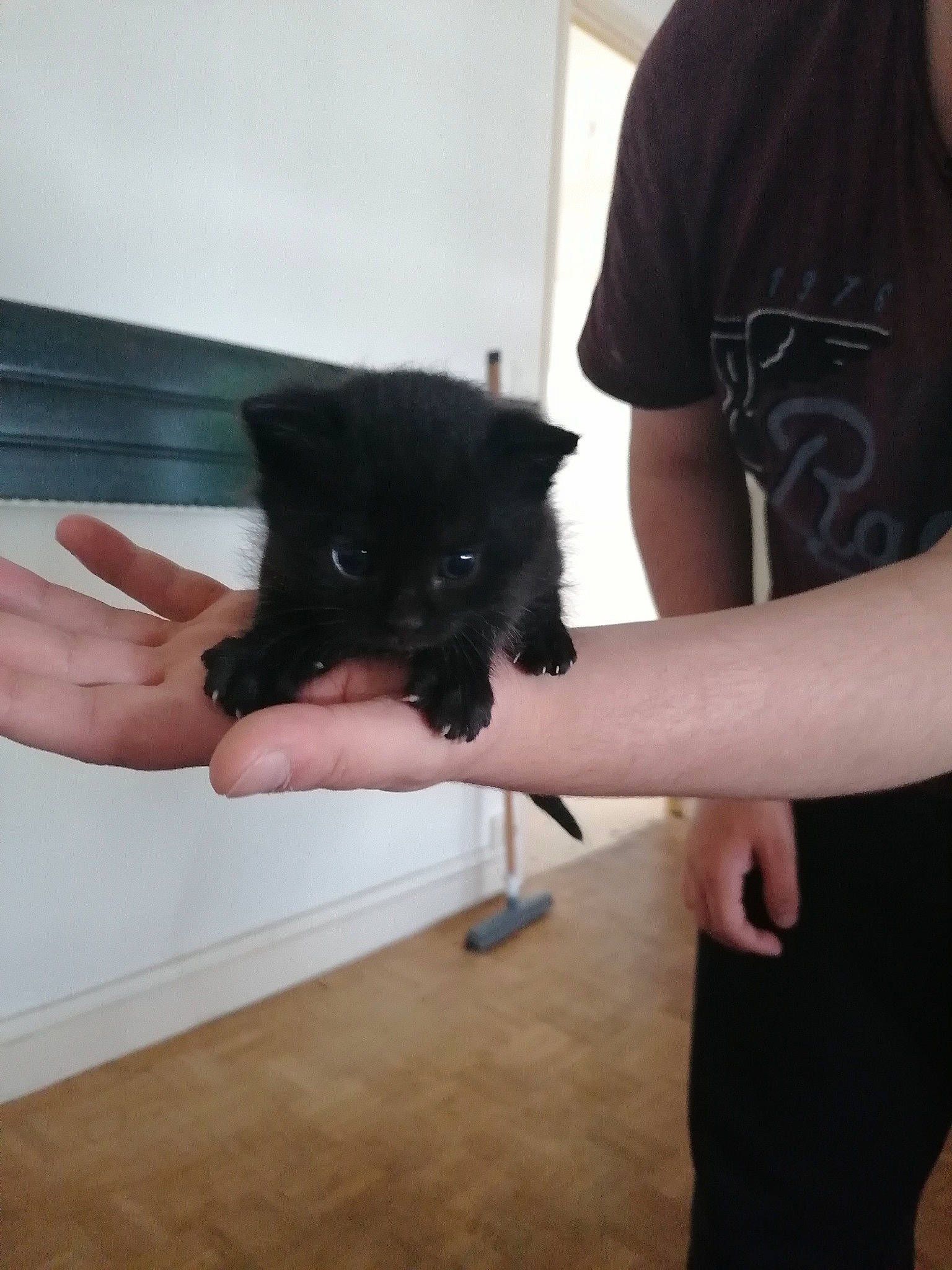 Baguera participe au concours pour gagner de l'argent avec cette photo : black, black_cat, cairn_terrier, canidae, carnivore, cat, dog, dog_breed, ear, felidae, hand, kitten, non_sporting_group, pomeranian, puppy, schipperke, small_to_medium_sized_cats, spitz