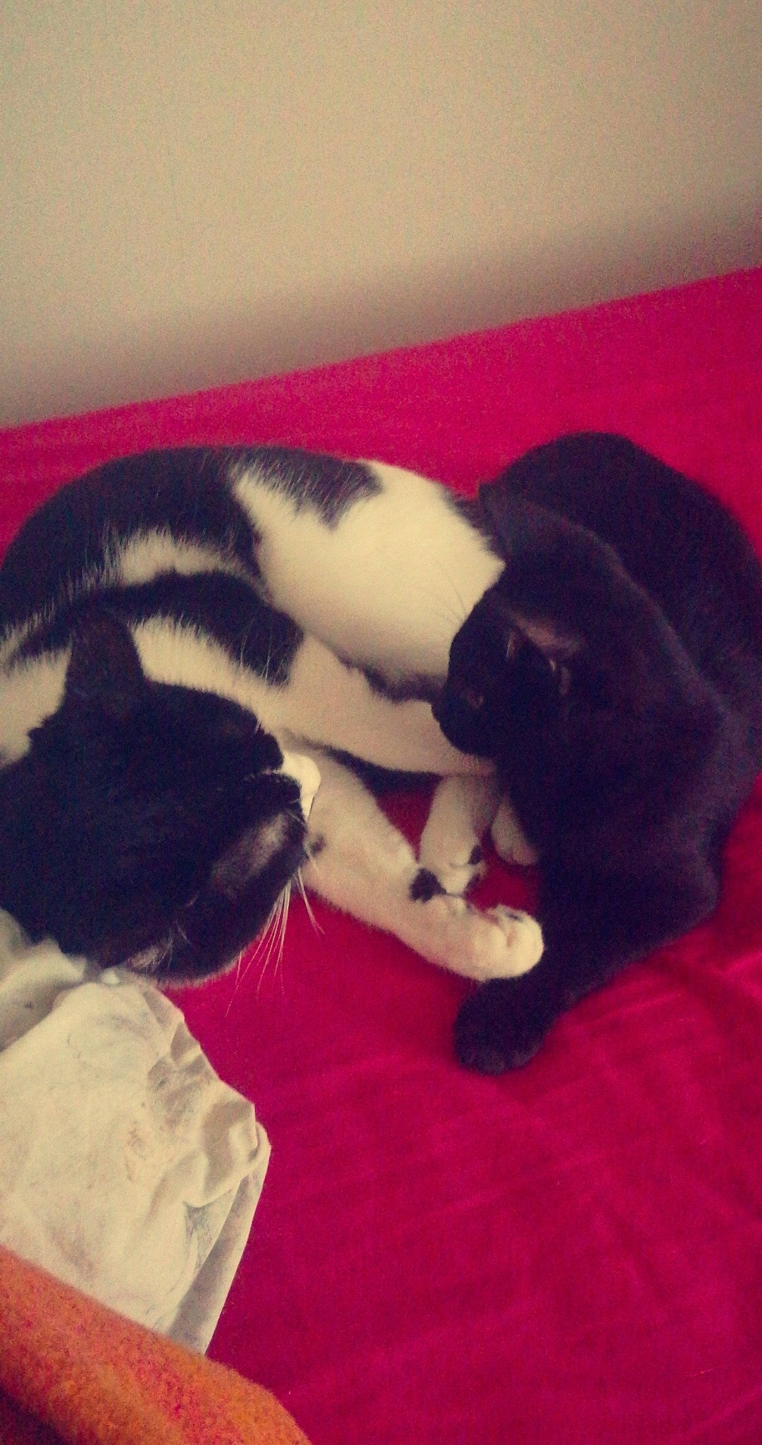 Apach participe au concours pour gagner de l'argent avec cette photo : canidae, carnivore, cat, dog, dog_breed, fawn, felidae, puppy, small_to_medium_sized_cats, sporting_group, tail