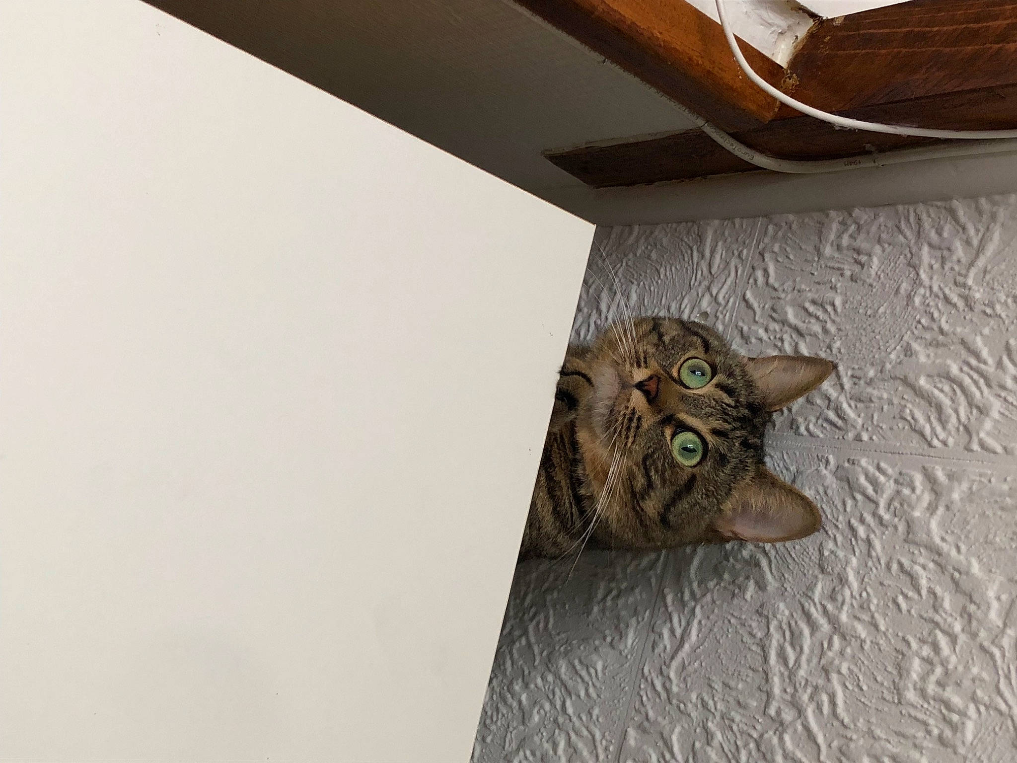 Barney participe au concours pour gagner de l'argent avec cette photo : beige, carnivore, cat, ceiling, domestic_short_haired_cat, fawn, felidae, floor, flooring, grey, hardwood, metal, plaster, plywood, shelf, small_to_medium_sized_cats, tail, whiskers, wood, wood_stain