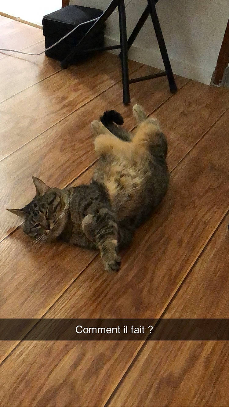 Barney a rejoint le concours — aidez-le/la à gagner de superbes lots ! brown, carnivore, cat, comfort, fawn, felidae, floor, flooring, grey, hardwood, laminate_flooring, plank, plywood, small_to_medium_sized_cats, tail, varnish, whiskers, wood, wood_flooring, wood_stain