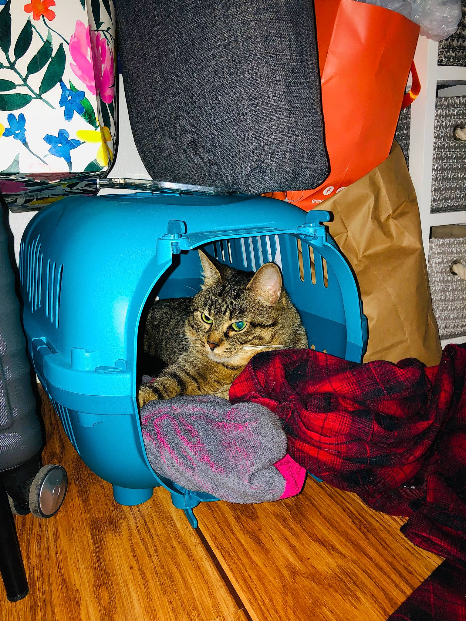 Barney participe au concours pour gagner de l'argent avec cette photo : bag, carnivore, cat, cat_supply, comfort, couch, domestic_short_haired_cat, electric_blue, fashion_accessory, felidae, flooring, fur, hardwood, linens, luggage_and_bags, small_to_medium_sized_cats, tail, textile, whiskers, wood