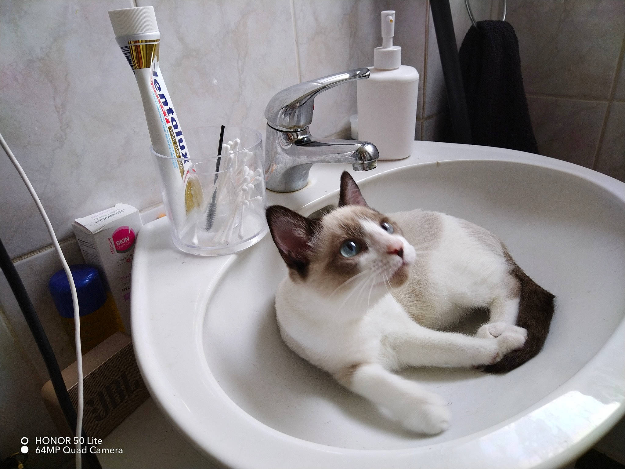 Sweet participe au concours pour gagner de l'argent avec cette photo : bathroom, bathroom_sink, carnivore, cat, ceramic, dishware, felidae, household_supply, kitchen_utensil, plate, plumbing, plumbing_fixture, porcelain, serveware, sink, small_to_medium_sized_cats, table, tableware, tap, whiskers