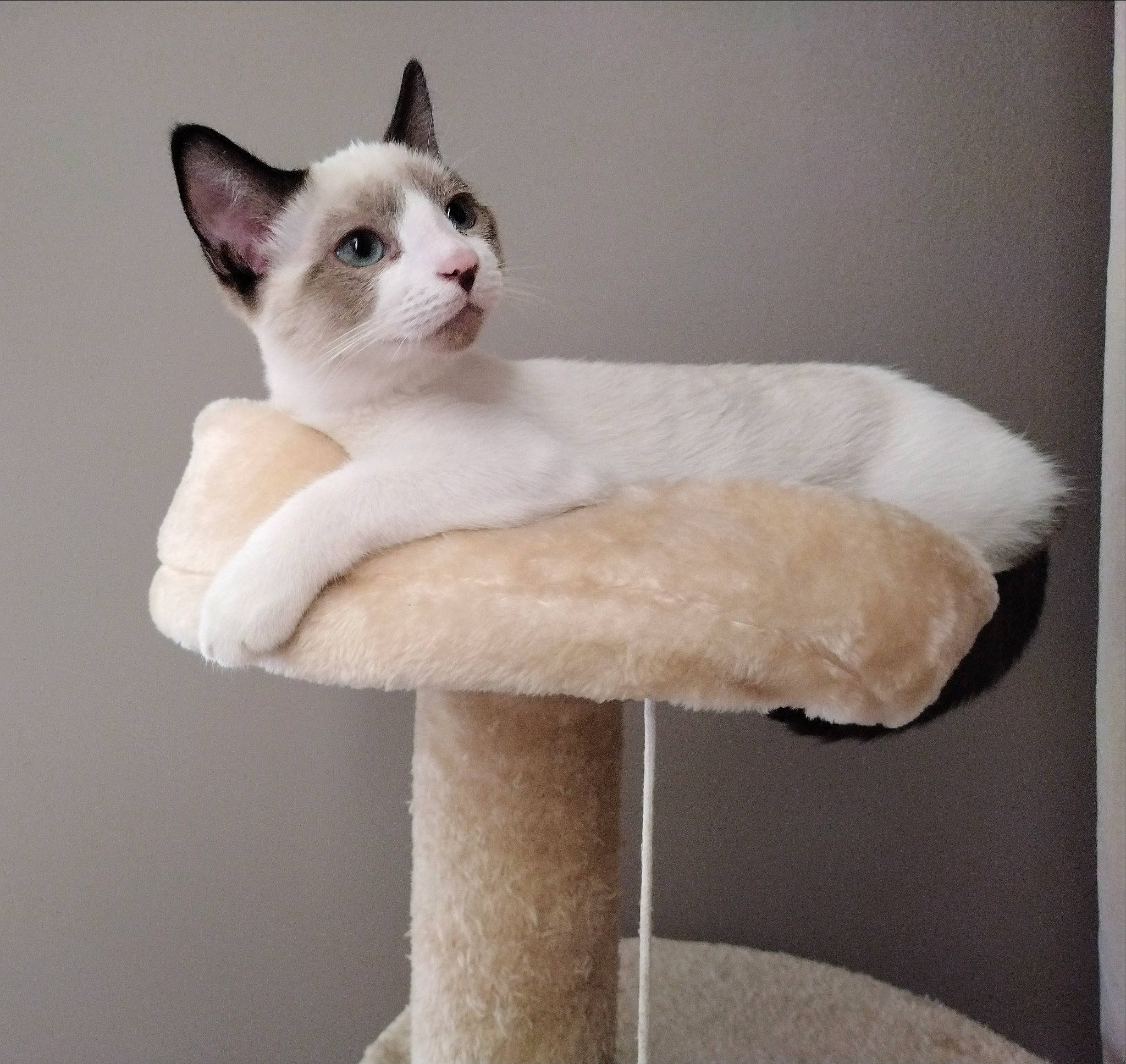 Sweet a rejoint le concours — aidez-le/la à gagner de superbes lots ! carnivore, cat, cat_furniture, cat_supply, collar, comfort, domestic_short_haired_cat, fawn, felidae, fur, natural_material, paw, pedestal, pet_supply, small_to_medium_sized_cats, snout, tail, whiskers, wood