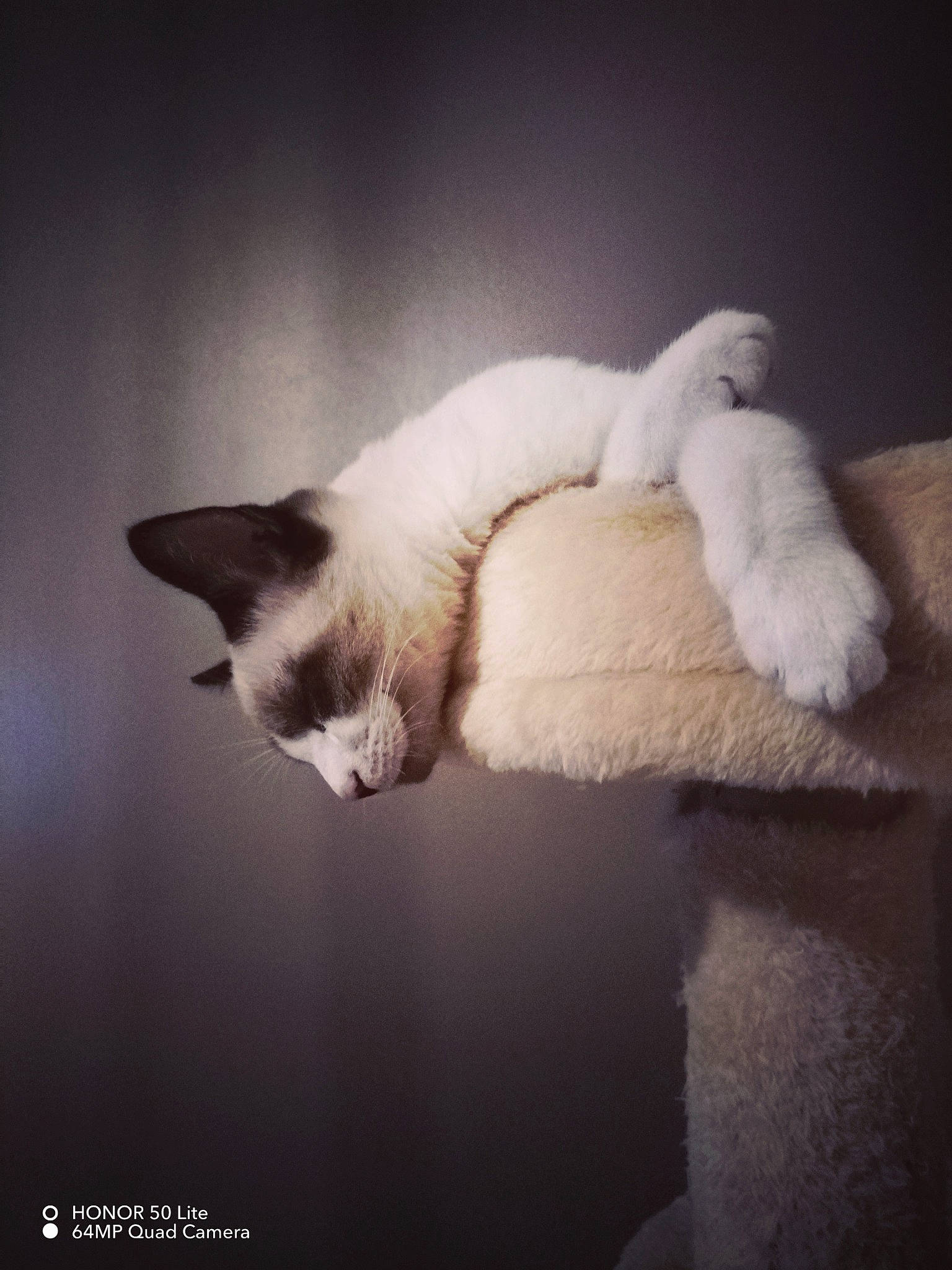 Sweet a rejoint le concours — aidez-le/la à gagner de superbes lots ! carnivore, cat, claw, cloud, comfort, companion_dog, darkness, felidae, fur, mammal, meteorological_phenomenon, paw, sky, small_to_medium_sized_cats, snout, tail, tints_and_shades, vertebrate, whiskers, wood