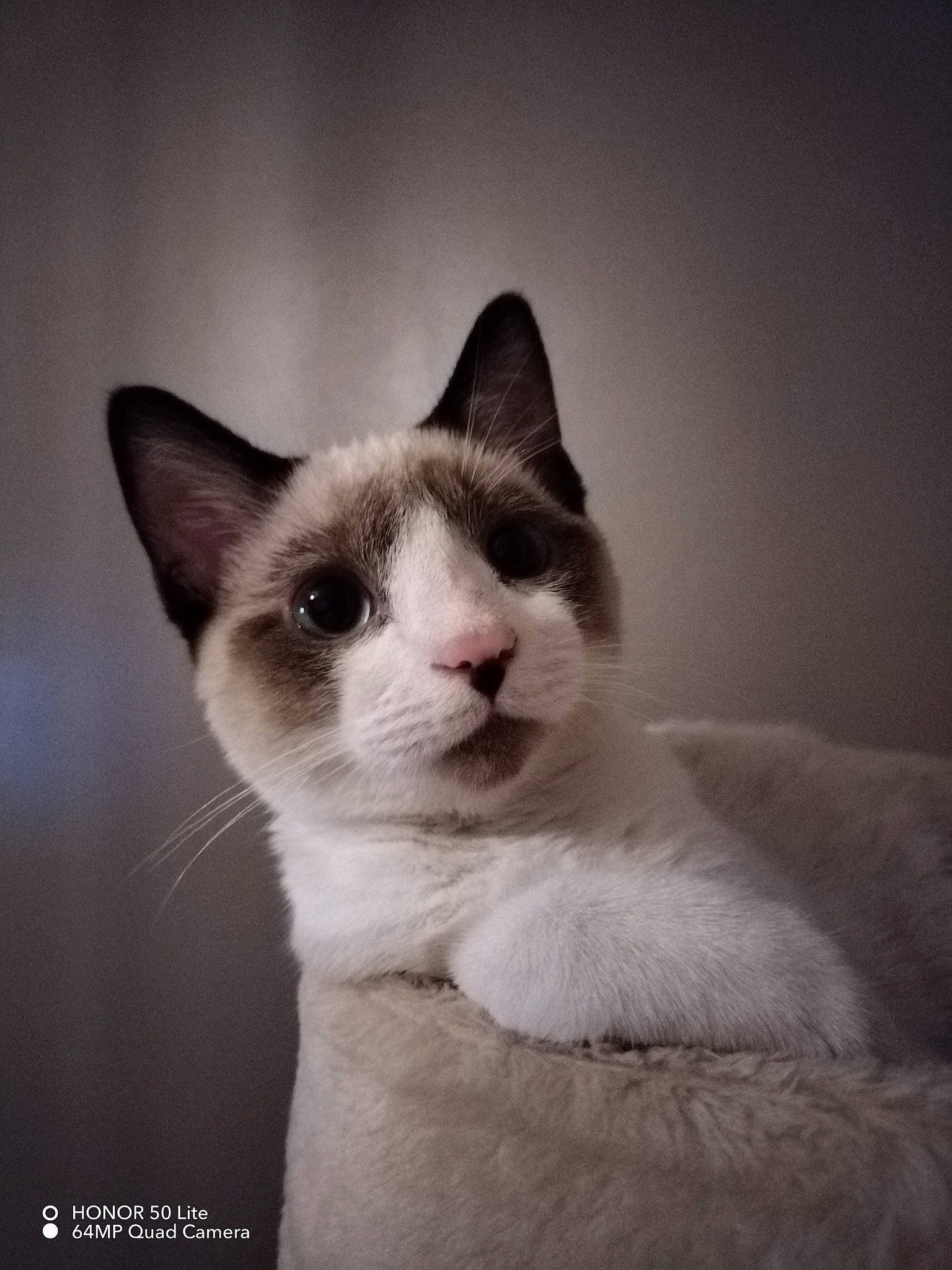 Sweet participe au concours pour gagner de l'argent avec cette photo : art, carnivore, cat, darkness, domestic_short_haired_cat, ear, eyelash, felidae, fur, monochrome, monochrome_photography, small_to_medium_sized_cats, snout, tail, whiskers