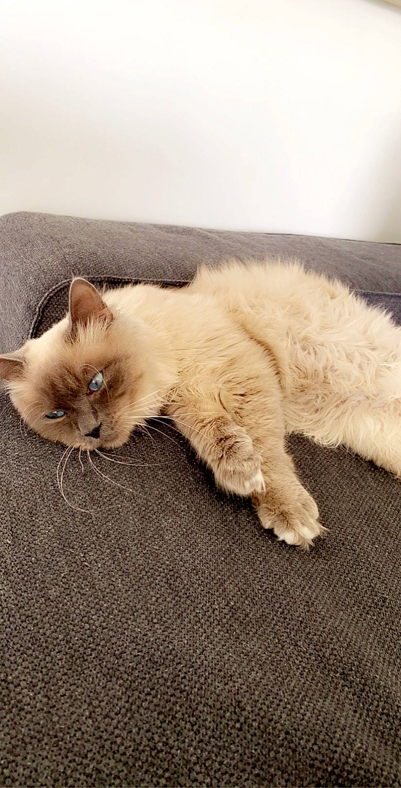 Pookie a rejoint le concours — aidez-le/la à gagner de superbes lots ! birman, british_longhair, british_semi_longhair, carnivore, cat, domestic_long_haired_cat, fawn, felidae, fur, himalayan, kitten, mammal, paw, persian, ragdoll, small_to_medium_sized_cats, tail, whiskers
