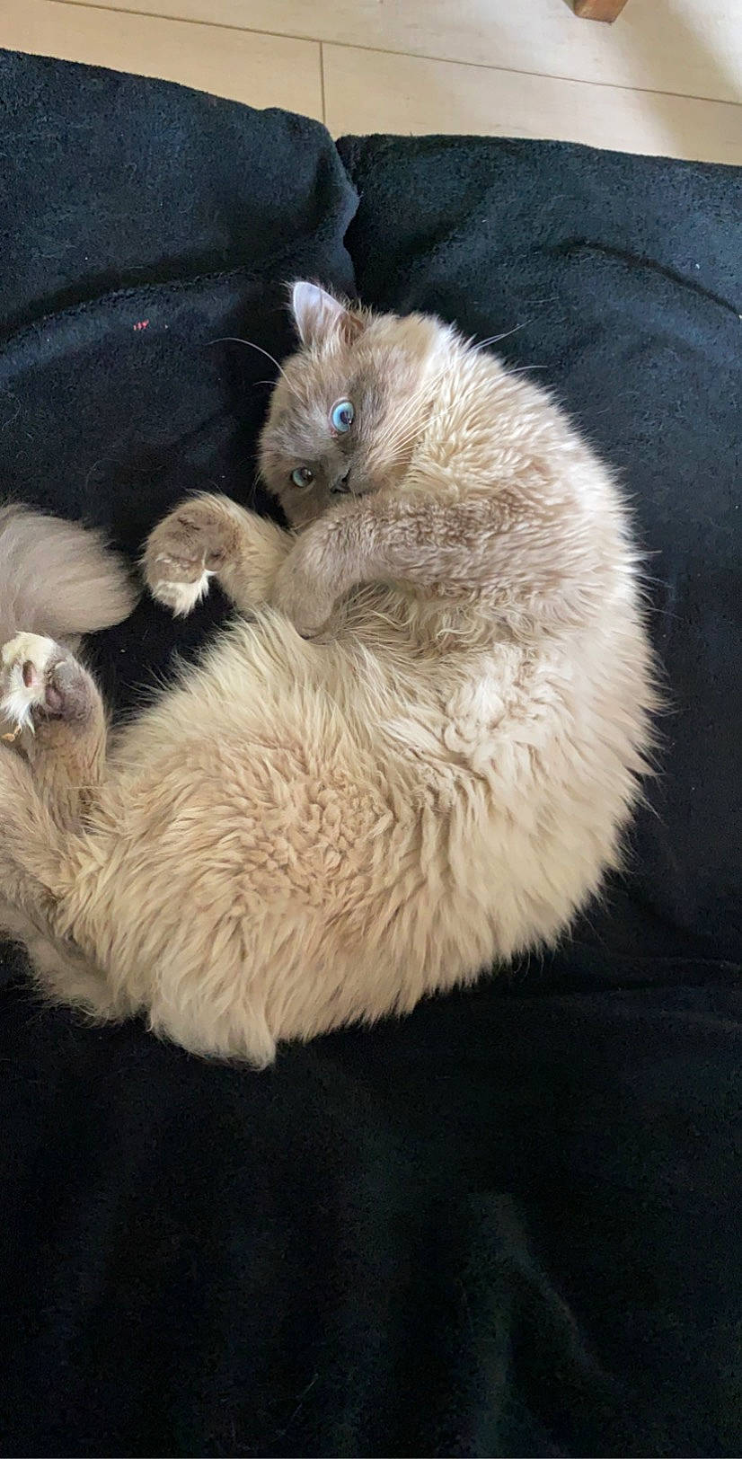 Pookie a rejoint le concours — aidez-le/la à gagner de superbes lots ! carnivore, cat, claw, fawn, felidae, fur, kitten, mammal, ragdoll, small_to_medium_sized_cats, vertebrate, whiskers