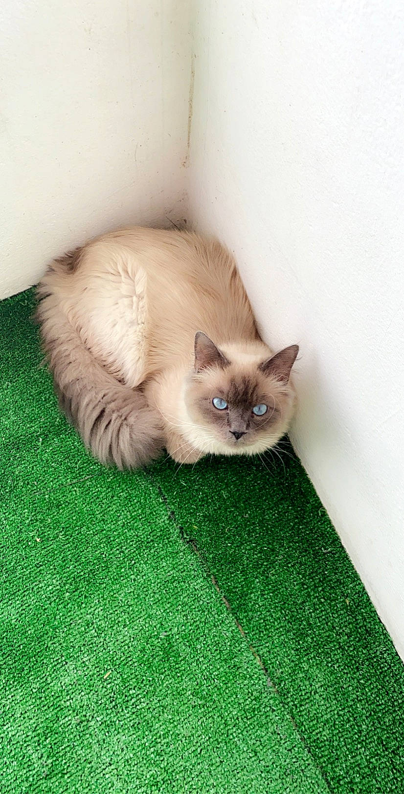 Pookie a rejoint le concours — aidez-le/la à gagner de superbes lots ! asian, balinese, birman, british_semi_longhair, carnivore, cat, domestic_short_haired_cat, eye, fawn, felidae, fur, kitten, mammal, ragdoll, small_to_medium_sized_cats, thai, vertebrate, whiskers