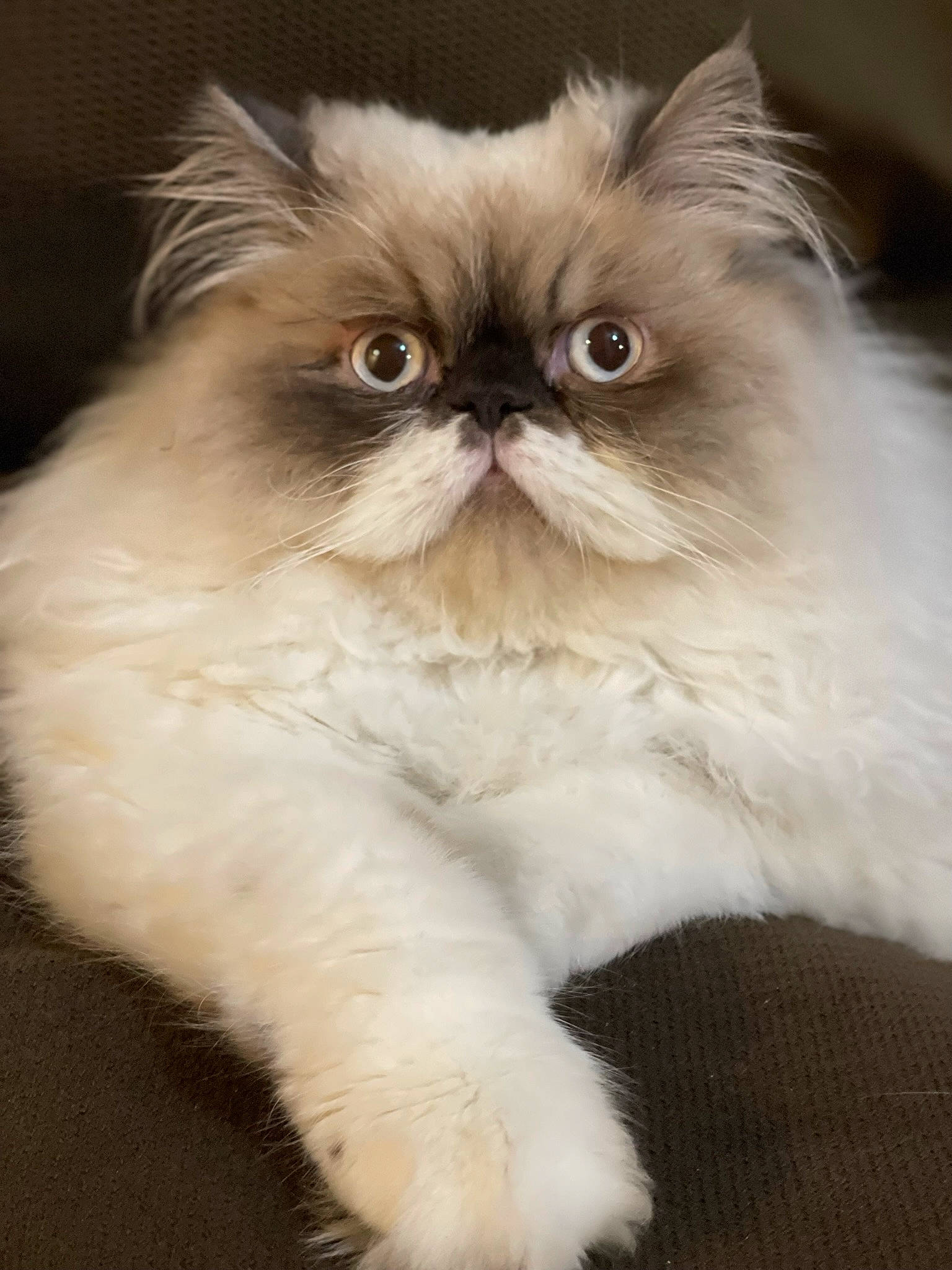 Chato joined the competition — help win amazing prizes! carnivore, cat, fawn, felidae, fur, persian, small_to_medium_sized_cats, snout, terrestrial_animal, whiskers