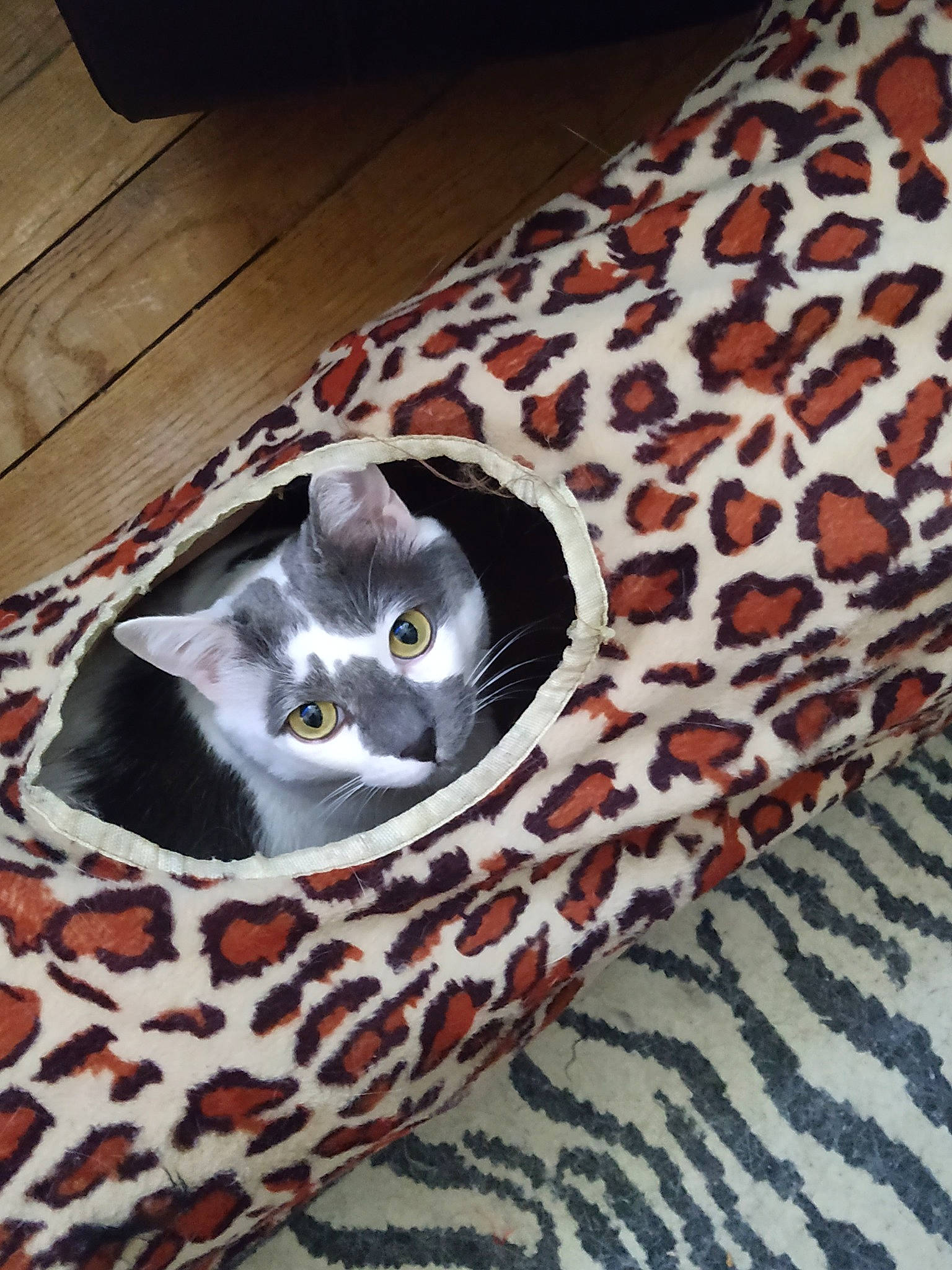 Louna participe au concours pour gagner de l'argent avec cette photo : carnivore, cat, fawn, felidae, small_to_medium_sized_cats, whiskers