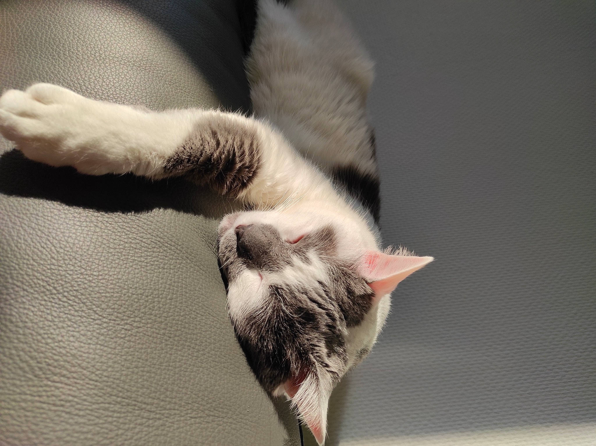 Louna a rejoint le concours — aidez-le/la à gagner de superbes lots ! carnivore, cat, close_up, felidae, fur, paw, sleep, small_to_medium_sized_cats, tail, whiskers