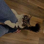 Blu joined the competition — help win amazing prizes! cat, pet, fluffy, jeans, leg, wooden_floor, indoor, curious, clinging, white_paws, tail, feline, looking_up, cute, domestic_animal, companionship, playful, animal, close_up, footwear